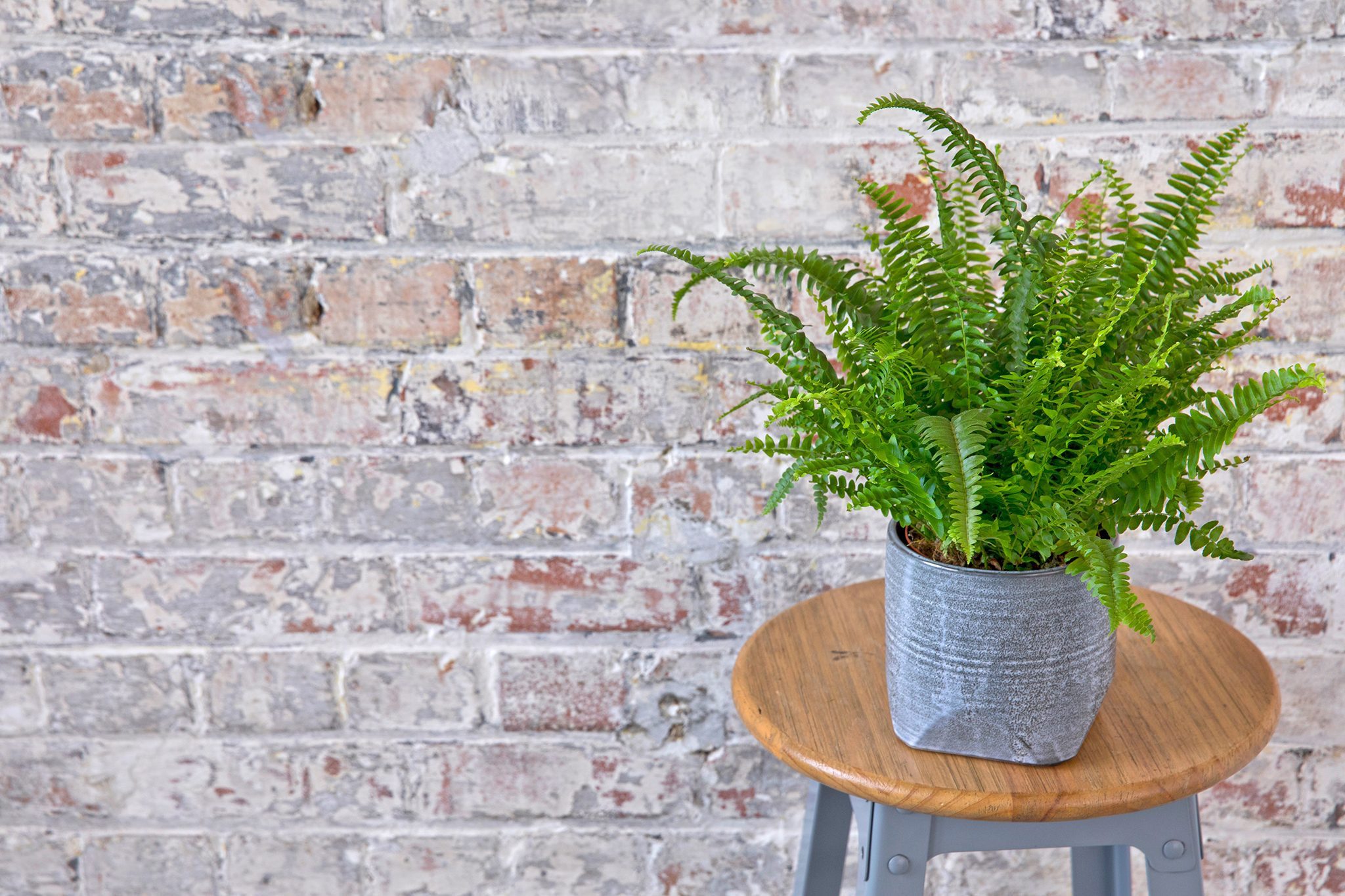 Boston fern (Nephrolepis exaltata 'Green Lady'), a classic air-purifying and non-toxic houseplant for cats.