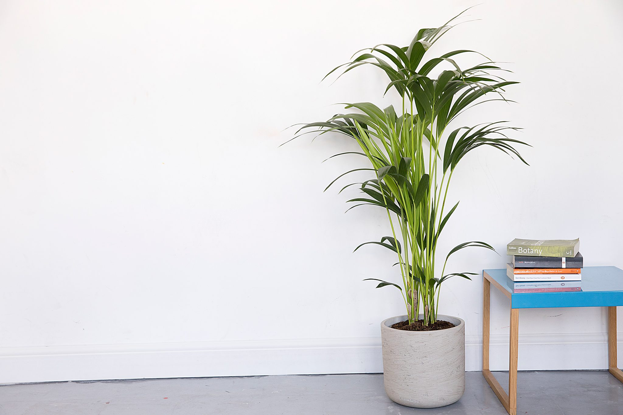 Kentia palm (Howea forsteriana), a classic and elegant large cat safe houseplant for adding height.