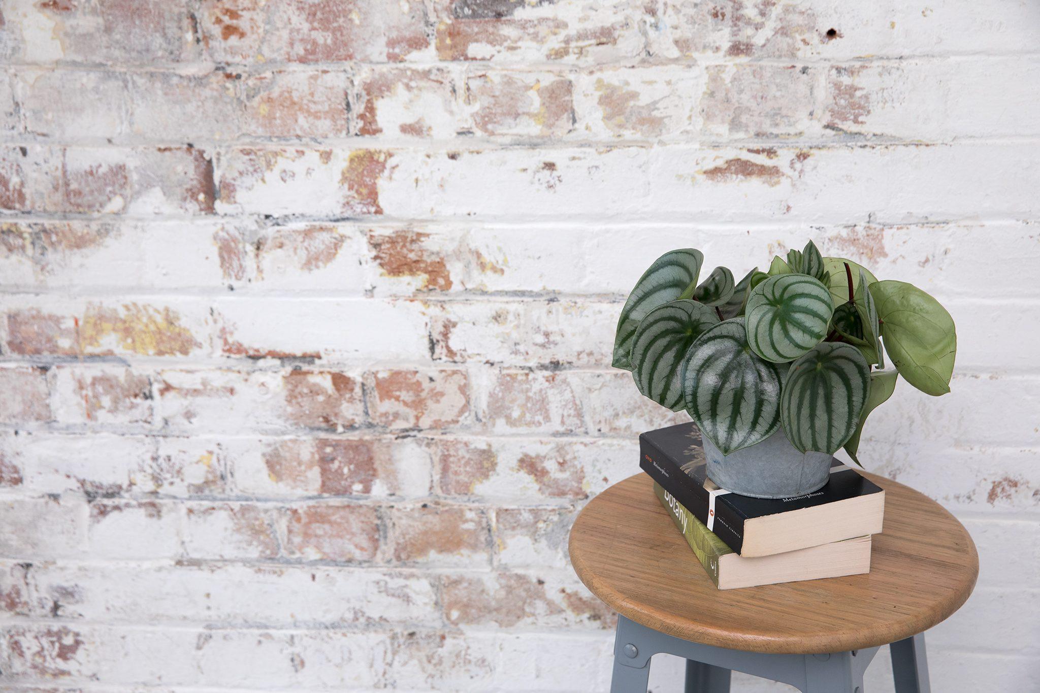Watermelon peperomia (Peperomia argyreia), a small and decorative cat-safe foliage plant with watermelon patterned leaves.