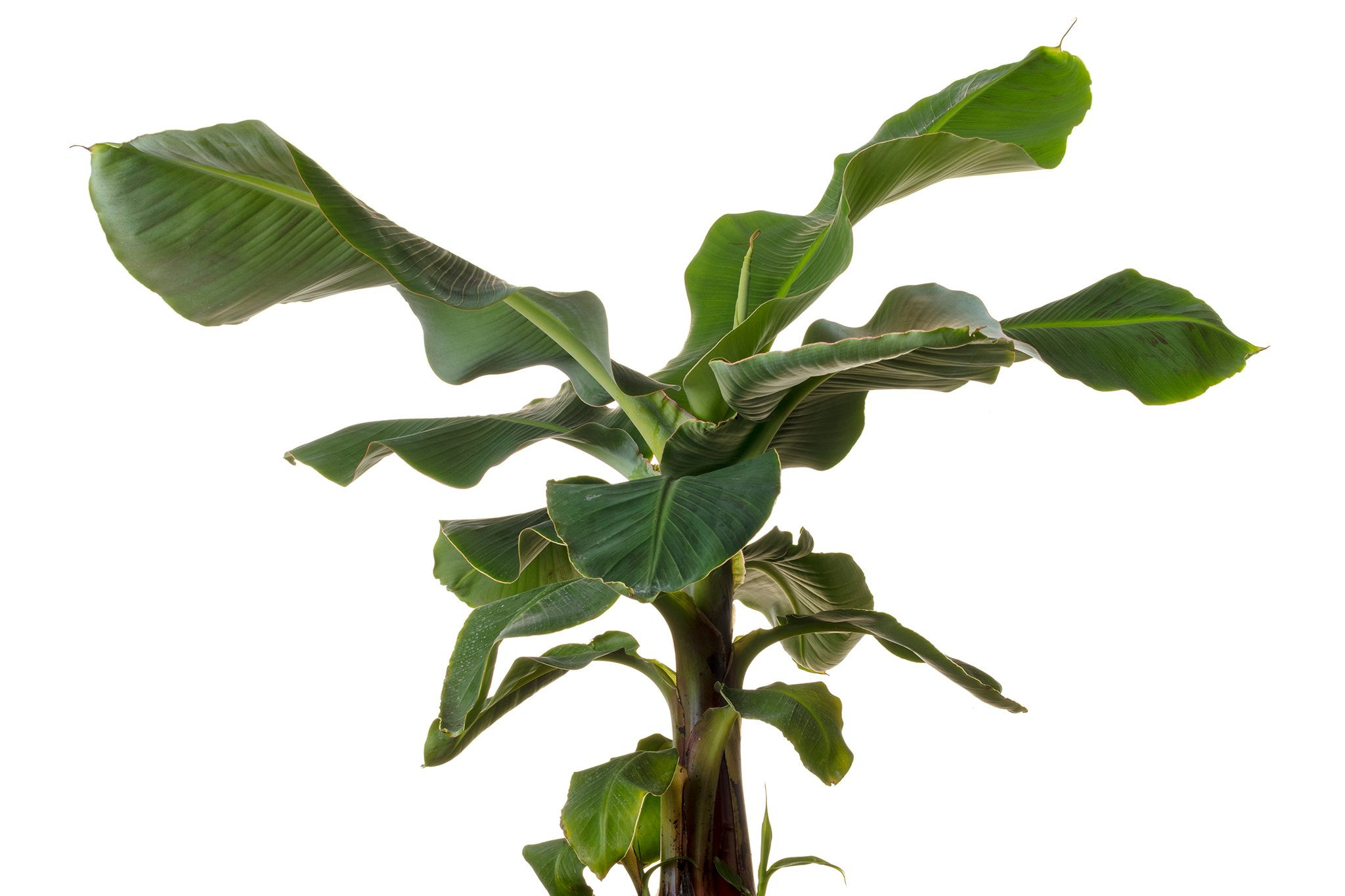 Dwarf Cavendish banana (Musa acuminata), a large leafed exotic and cat friendly houseplant.