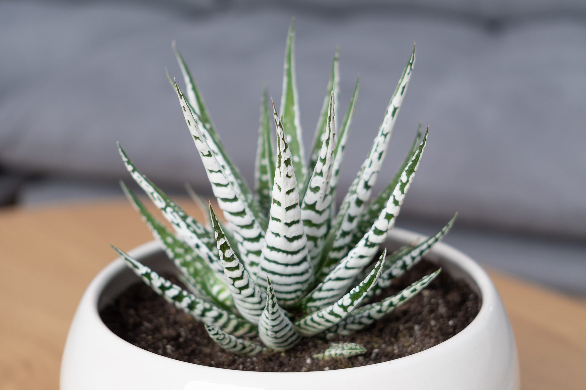 Zebra plant (Haworthia fasciata), a succulent and cat-safe plant with striking white stripes, resembling Aloe vera but non-toxic.