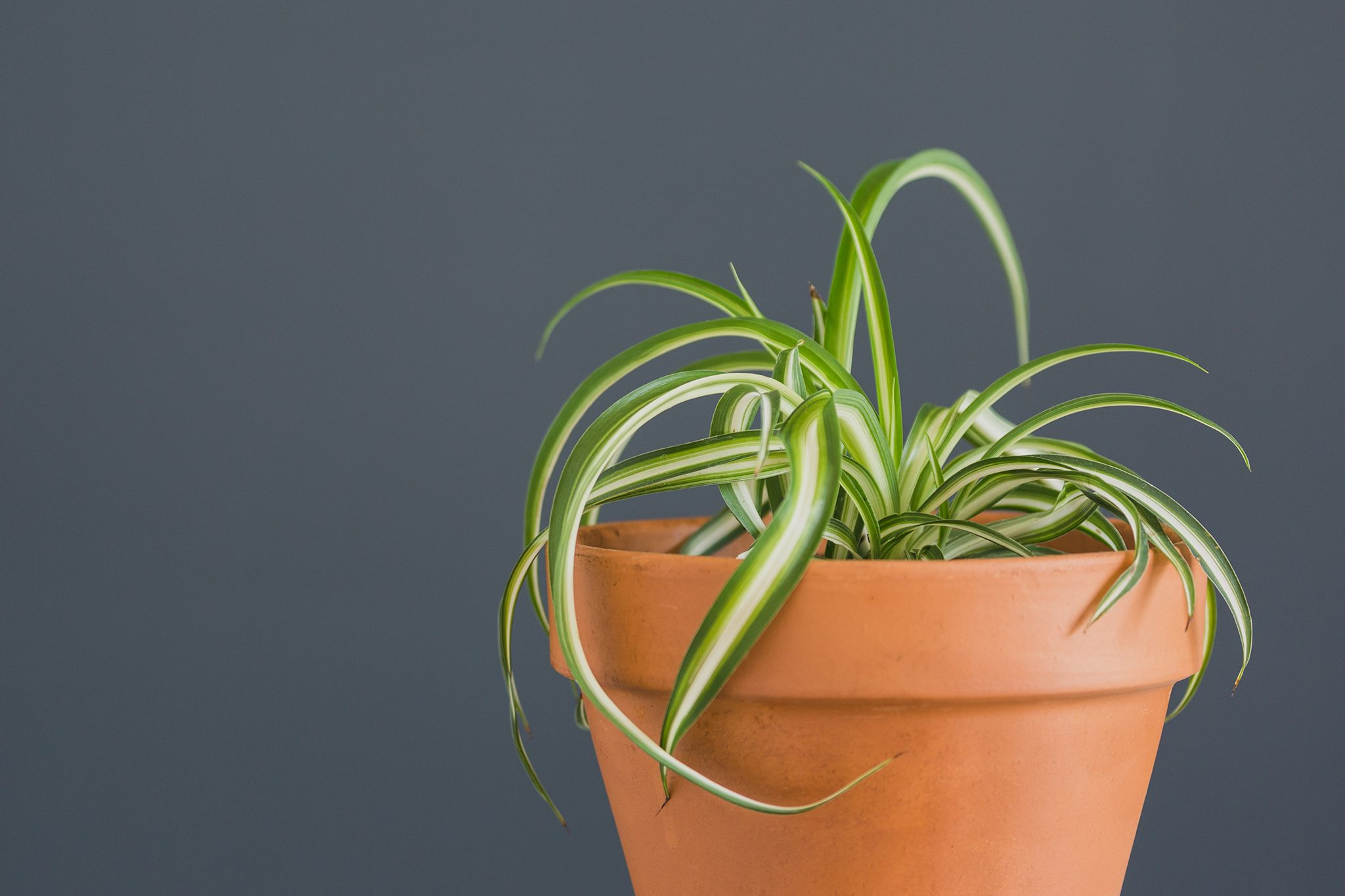 Spider plant 'Bonnie' (Chlorophytum comosum), a popular and easy-to-propagate cat-safe houseplant with curly leaves.
