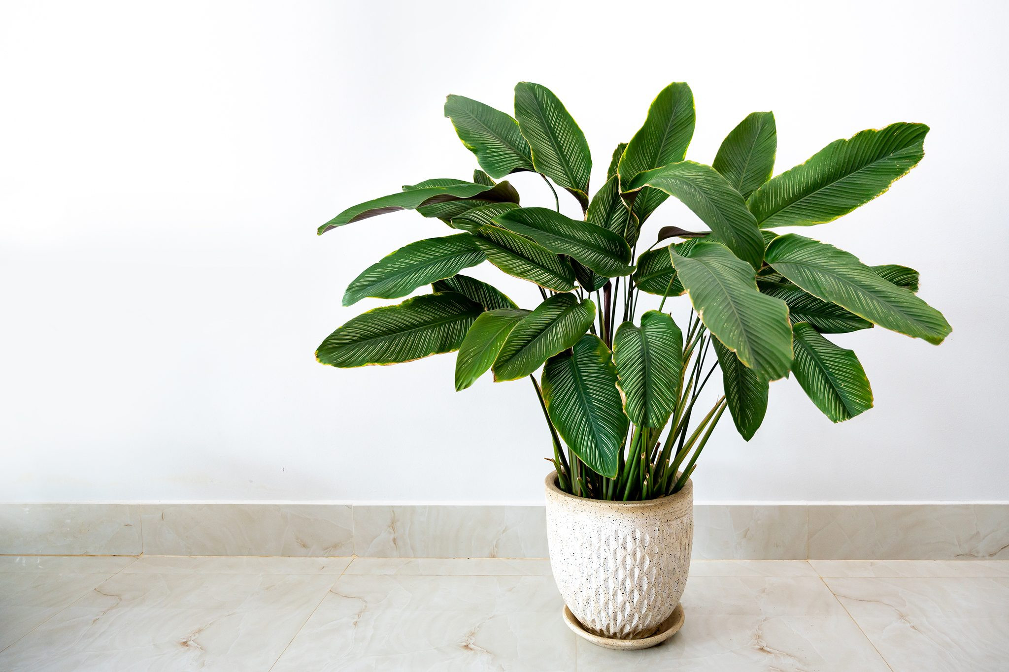 Calathea sanderiana, also known as pin-stripe plant, a decorative and cat-safe houseplant with striking foliage.