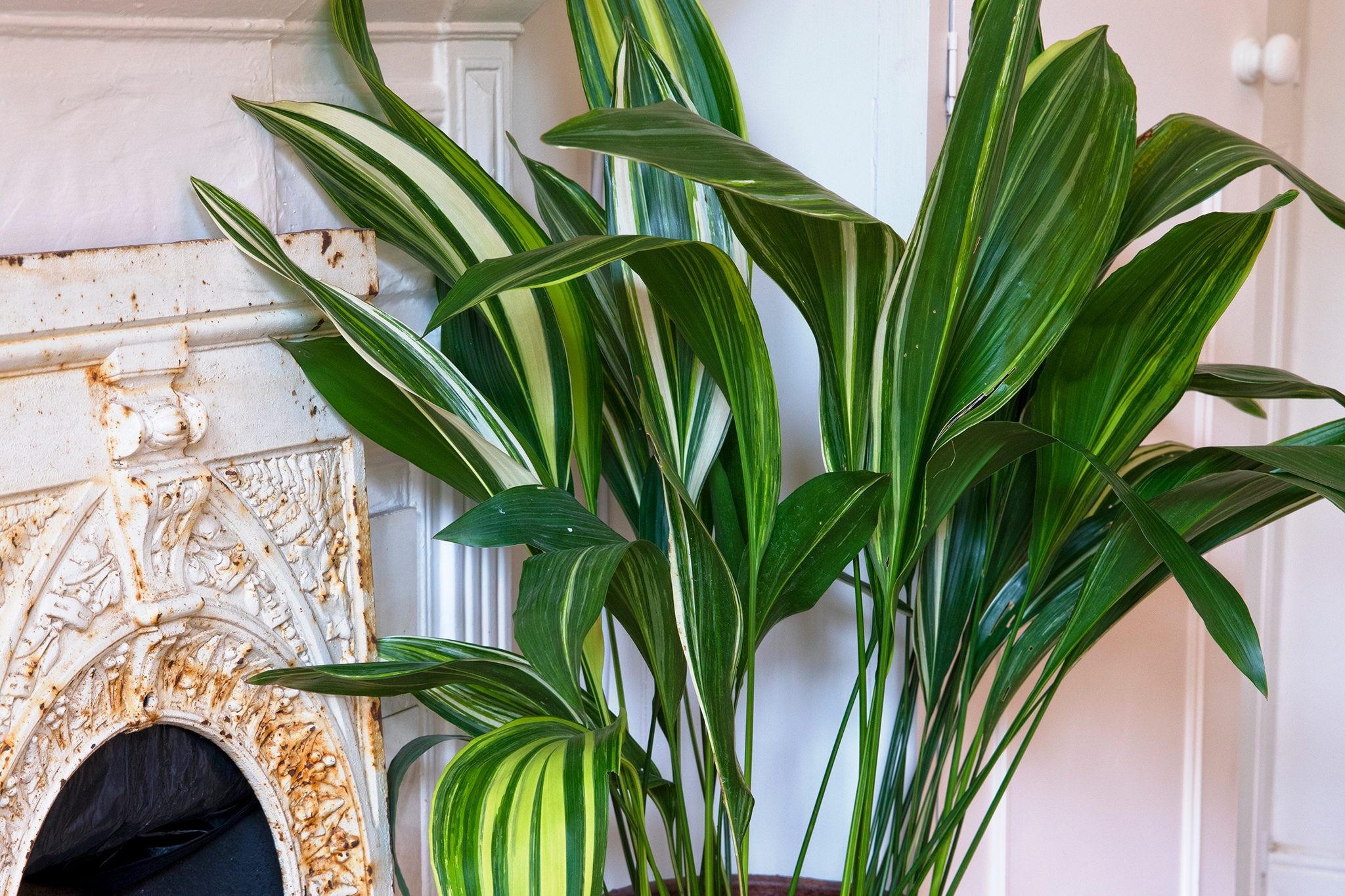 Aspidistra elatior 'Variegata', a resilient and cat friendly houseplant with decorative oval leaves.