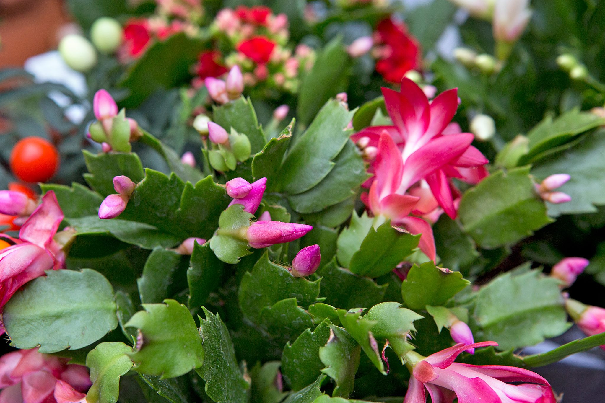 Christmas cactus (Schlumbergera), a festive and cat-safe flowering houseplant.