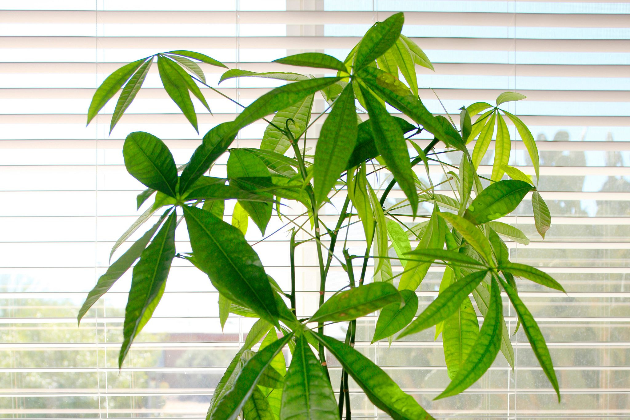 Money tree (Pachira aquatica), a braided trunk cat safe plant believed to bring good fortune.