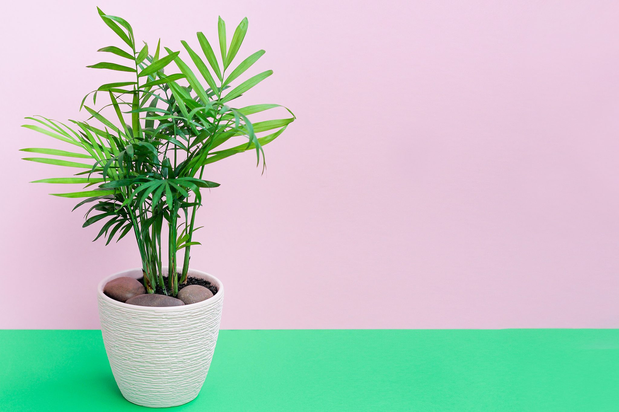 Parlour palm (Chamaedorea elegans), an easy-care and classic cat safe palm for adding greenery to any room.