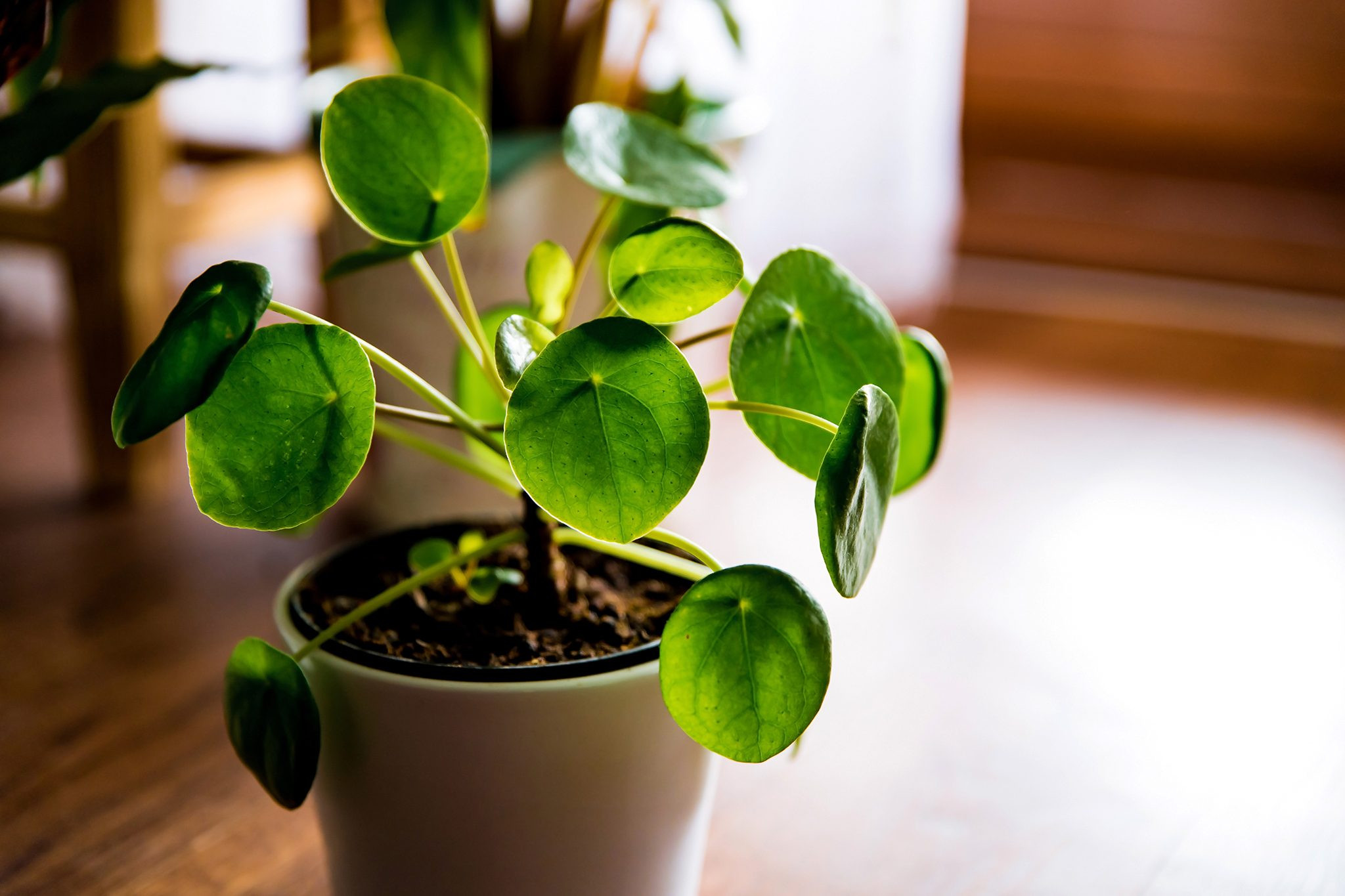 Chinese money plant (Pilea peperomioides), also known as pancake plant, a low-maintenance and cat-safe option.
