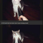 Knife Cat Meme: A smug-faced cat photoshopped onto a scared cat being threatened with a knife.