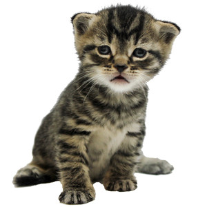 Tweed at three weeks old, showcasing more coordinated movement and readiness for solid food.