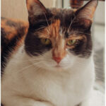 A tortoiseshell cat and a diluted tortie cat showcasing the difference in color intensity.