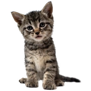 Corduroy at five weeks old, embodying bravery and confidence as his personality emerges.