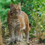 Discover the Diverse World of Asian Cats