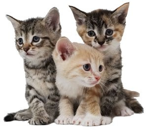 Tweed, Wembley, and Denby at six weeks old, engaging in mutual grooming, reinforcing sibling bonds.
