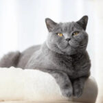 A healthy cat with well-maintained ears using cat ear cleaner or earwash for cats