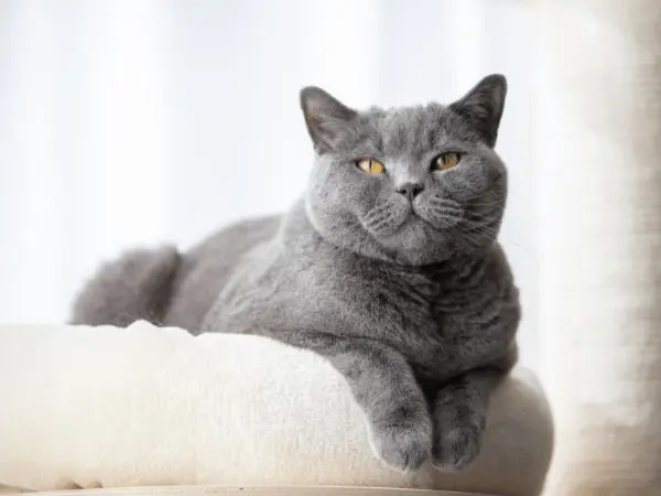 A healthy cat with well-maintained ears using cat ear cleaner or earwash for cats