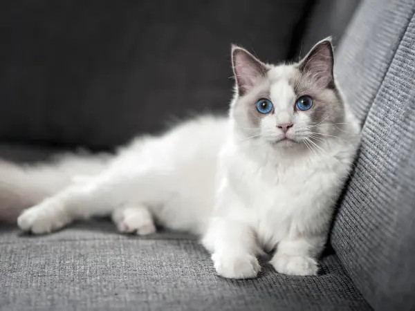 A healthy cat with well-maintained ears using earwash for cats or cat ear cleaners