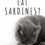 can cats eat sardines - grey cat eating sardines on a plate