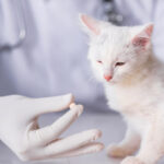 Veterinarian carefully administers Albon pill to a cat for coccidiosis treatment