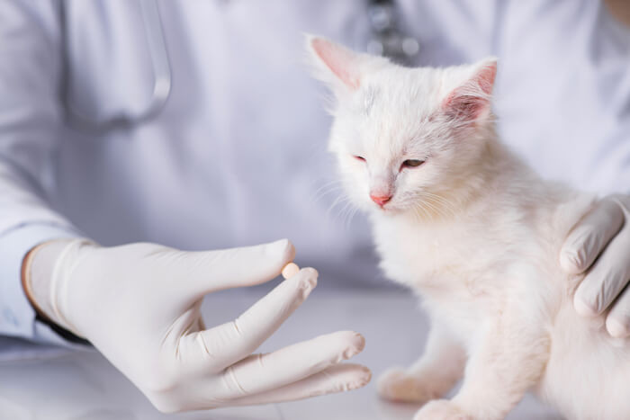 Veterinarian carefully administers Albon pill to a cat for coccidiosis treatment