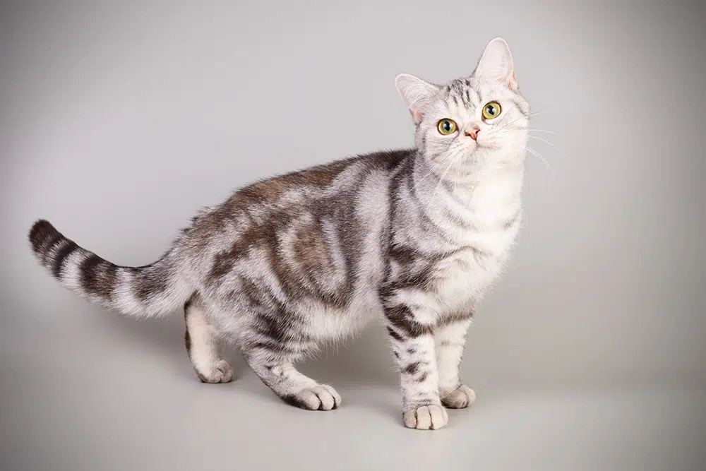 A close-up of an American Shorthair cat with a classic tabby pattern, showcasing swirling, marbled markings on its side and shoulder.
