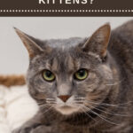 grey tabby cat on a pad - are heating pads safe for cats and kittens?