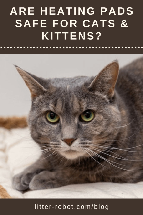 grey tabby cat on a pad - are heating pads safe for cats and kittens?