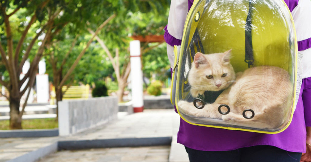 A cat in a backpack carrier with a clear window, demonstrating a less suitable carrier type for vet visits.