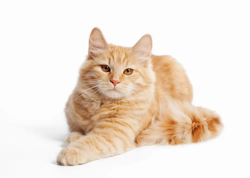 A fluffy Beige Siberian cat with a thick, multi-layered blonde coat, sitting in a natural outdoor setting.