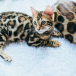 A বেঙ্গল cat with rosette markings, sitting alertly.