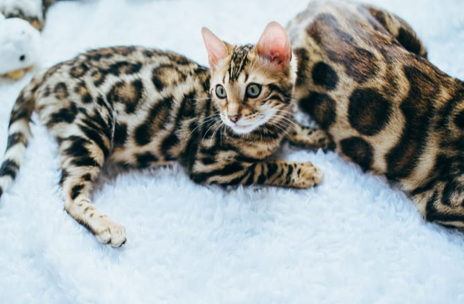 A বেঙ্গল cat with rosette markings, sitting alertly.