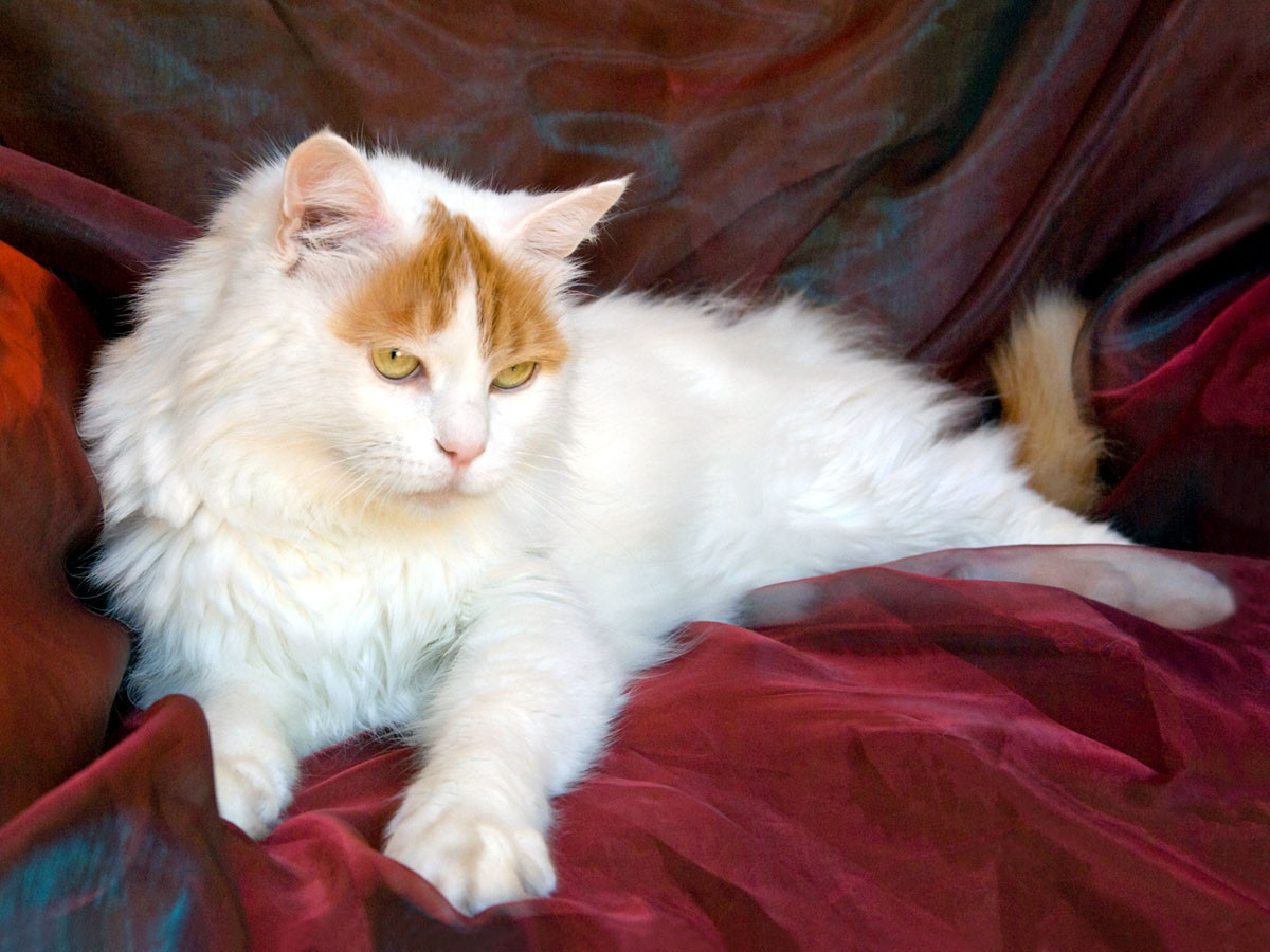 Van bicolor cat with color on head and tail