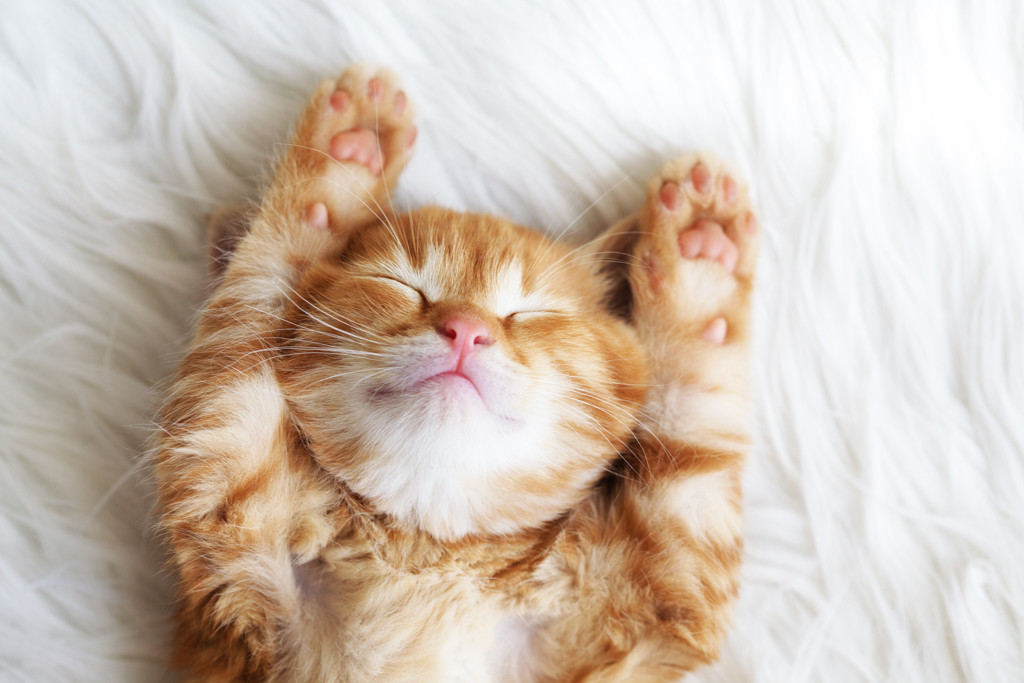 A ginger cat comfortably napping on a sofa, embodying their relaxed and easygoing nature.