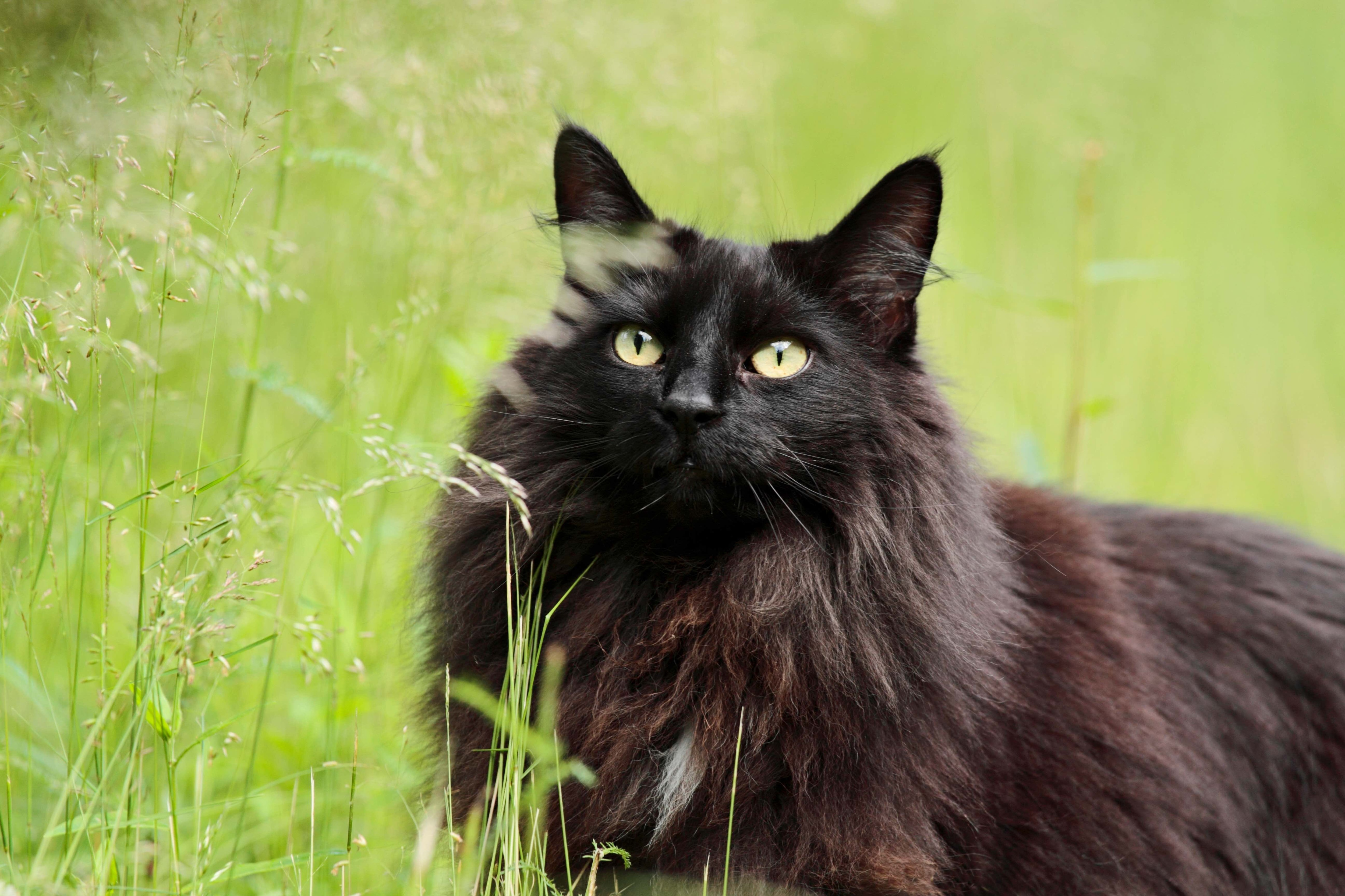 A majestic black longhaired Norwegian Forest Cat with piercing green eyes standing in green grass