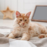 A majestic blonde Maine Coon cat with a thick, creamy coat, sitting regally.