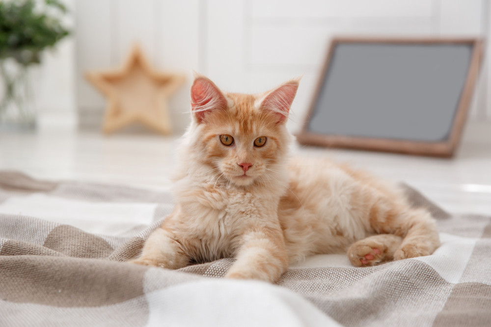 A majestic blonde Maine Coon cat with a thick, creamy coat, sitting regally.