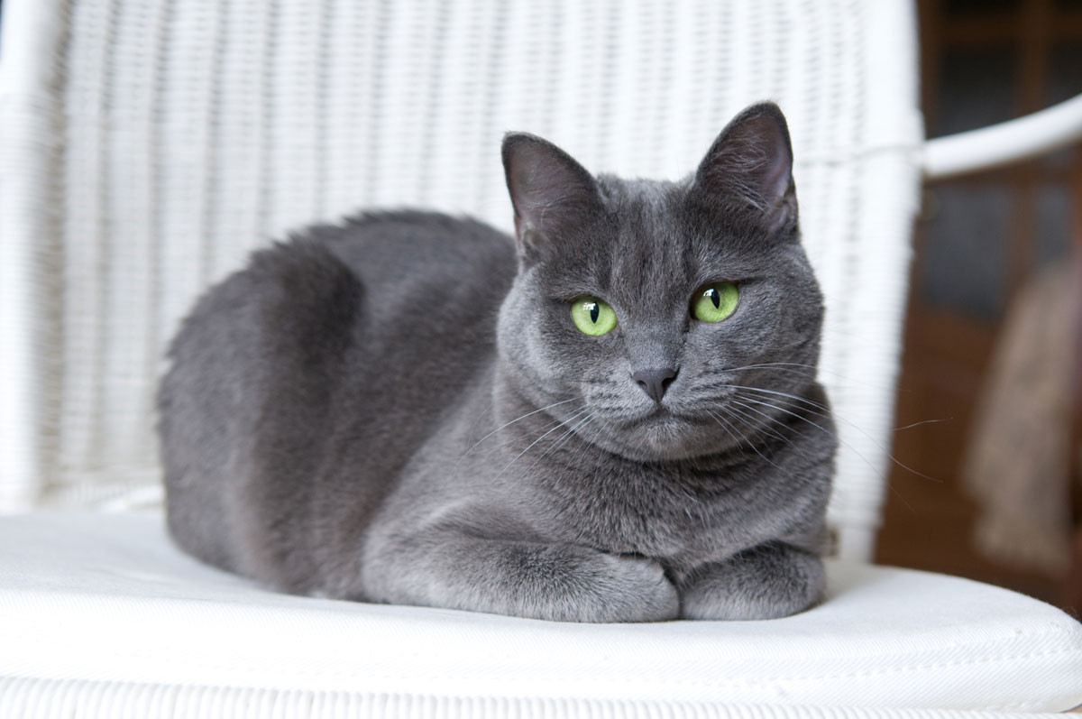 Blue-gray cat with striking green eyes