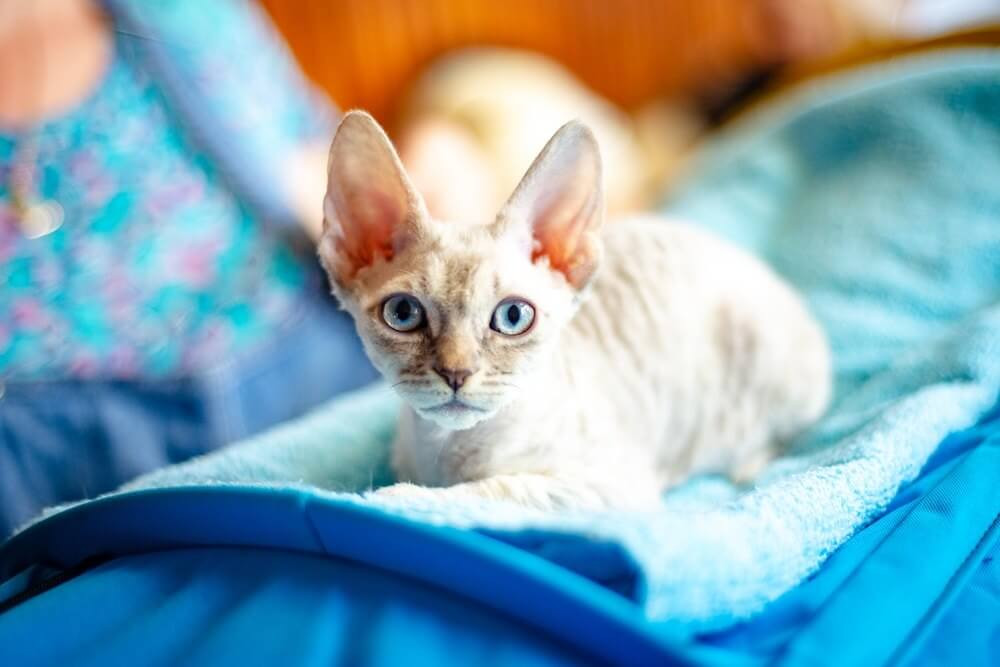 A blue-eyed German Rex cat gazes directly at the camera.