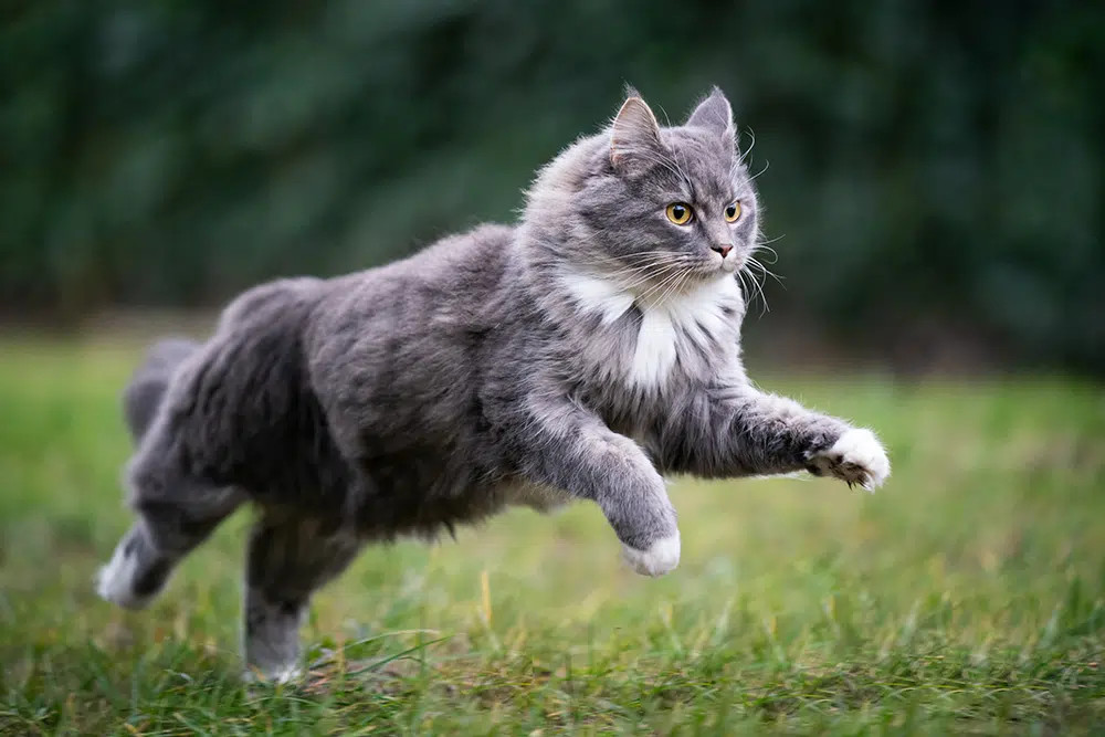 Blue tabby Maine Coon cat running fast