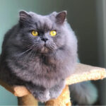 Blue Persian Cat Relaxing on a Cat Tree