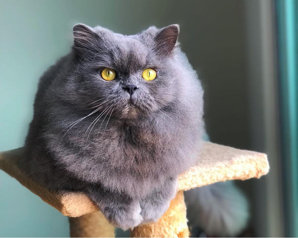 Blue Persian Cat Relaxing on a Cat Tree