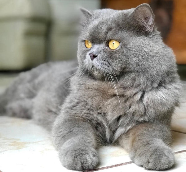 Blue Persian Cat Napping