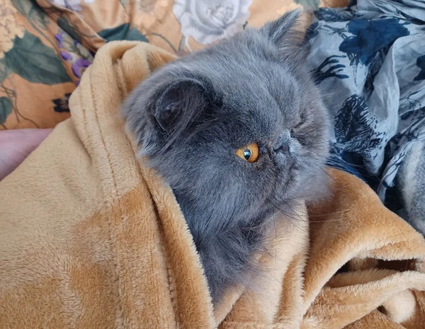 Blue Persian Cat During Grooming