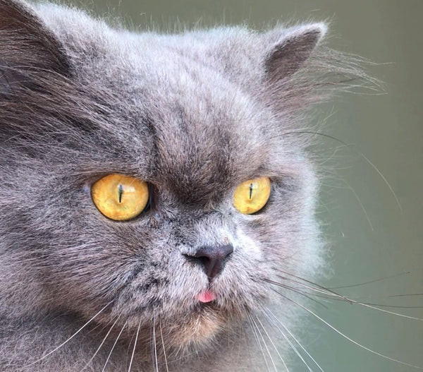 Blue Persian Cat Looking at Canned Food