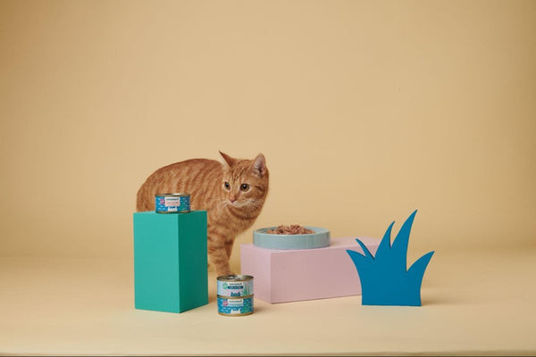 Untamed Cat Food for Blue Persian Cat