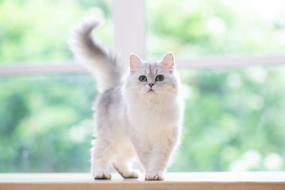 British Shorthair cat lying down