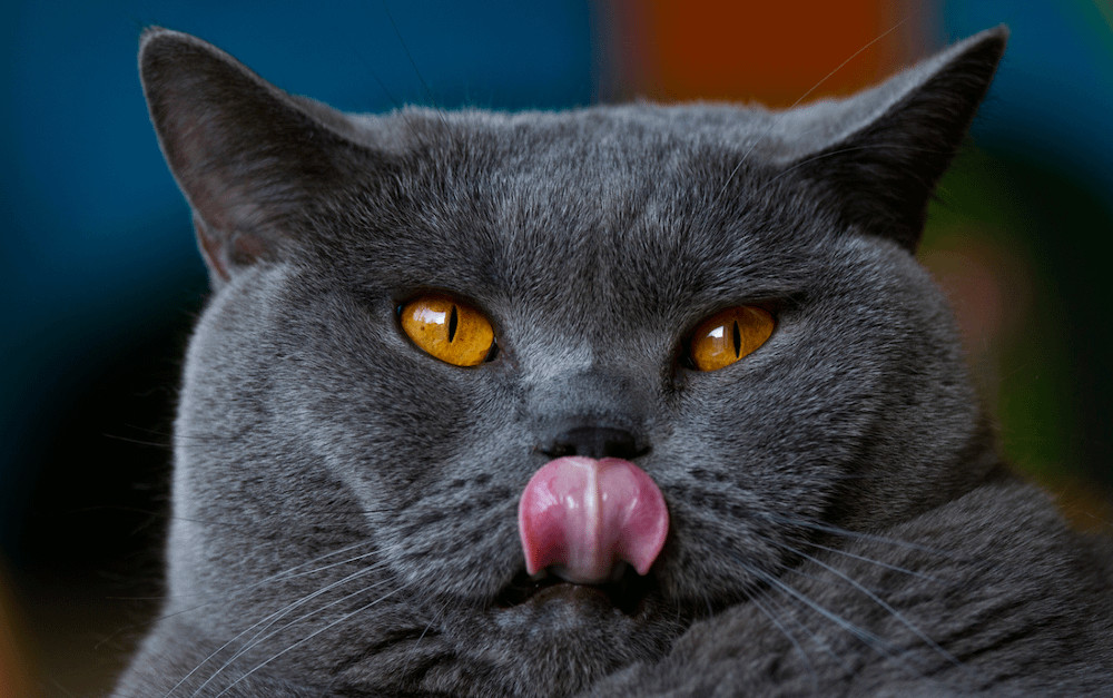 A grey British Shorthair cat with captivating orange eyes, showcasing its round face and dense coat.