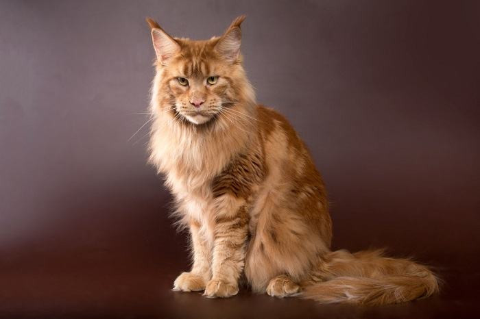 Brown tabby Maine Coon cat