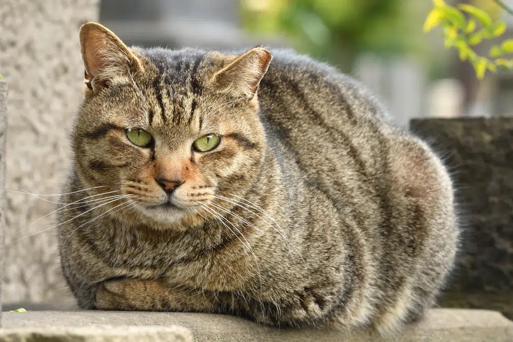 A brown tabby cat curled up outdoors, showcasing warm brown tones and dark stripes on a tawny base, typical of the brown tabby coloration.