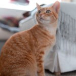 alt text: A curious tabby cat with green eyes stares directly at the camera, highlighting feline attentiveness and health.